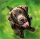 chocolate lab