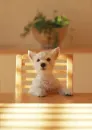 white puppy