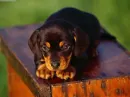 puppy