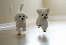 white puppies