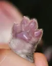 puppy paw