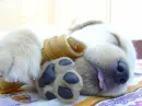 sleeping puppy