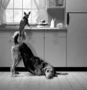 dogs