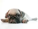 pug