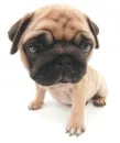 pug