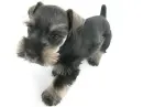 scottie
