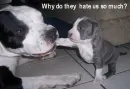 pit bull dogs