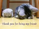 kitty friends