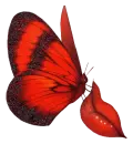 buterfly