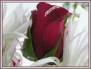 love rose