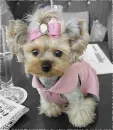 yorkie