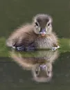 baby duck