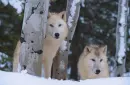 arctic wolves