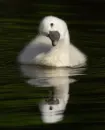 swan