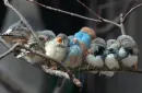 birds