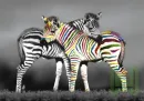 Colours