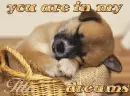 sweet dreams