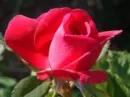 rose1