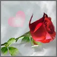 red rose
