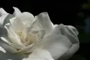 gardenia