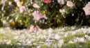 flower,cat