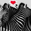 zebra love