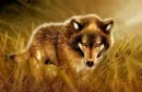 wolf