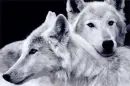 white wolves