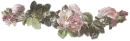 Sweet roses