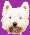 westie