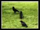 FrenchCrows_fichfu