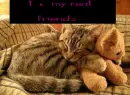 Cat and teddy friend