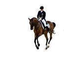 Dressage