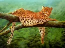 leopard