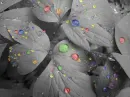 rainbow leaves