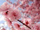 cherry blossoms