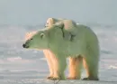 polar bears