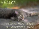 cat hello