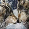 wolves