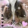 piggy love