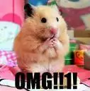 OMG its a a hamster