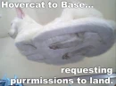Hover Cat