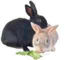 RABITS