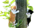 i love the cats!