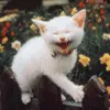 cute