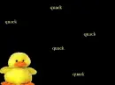 duck 