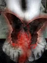 the blood of the butterfly