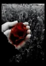 blood rose