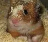 The hamster