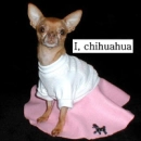 i, chihuahua